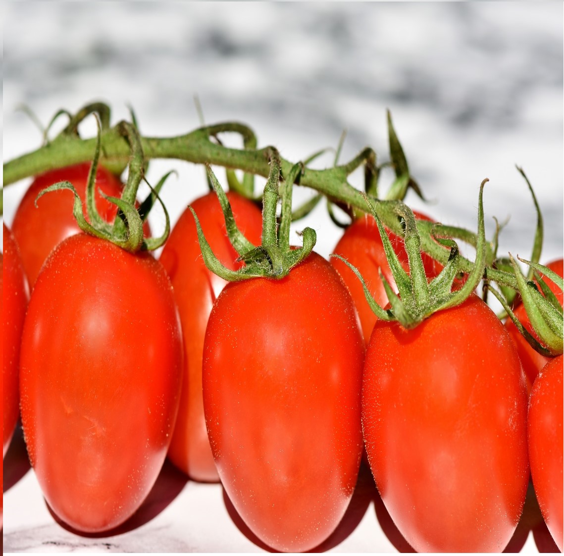 Kit De Germinación Con Cúpula De Humedad - Invernadero Interior Para Plantas, Bandejas De Plántulas Con Etiquetas